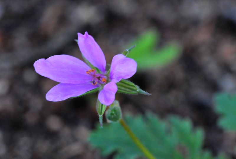 cfr. Erodium chium